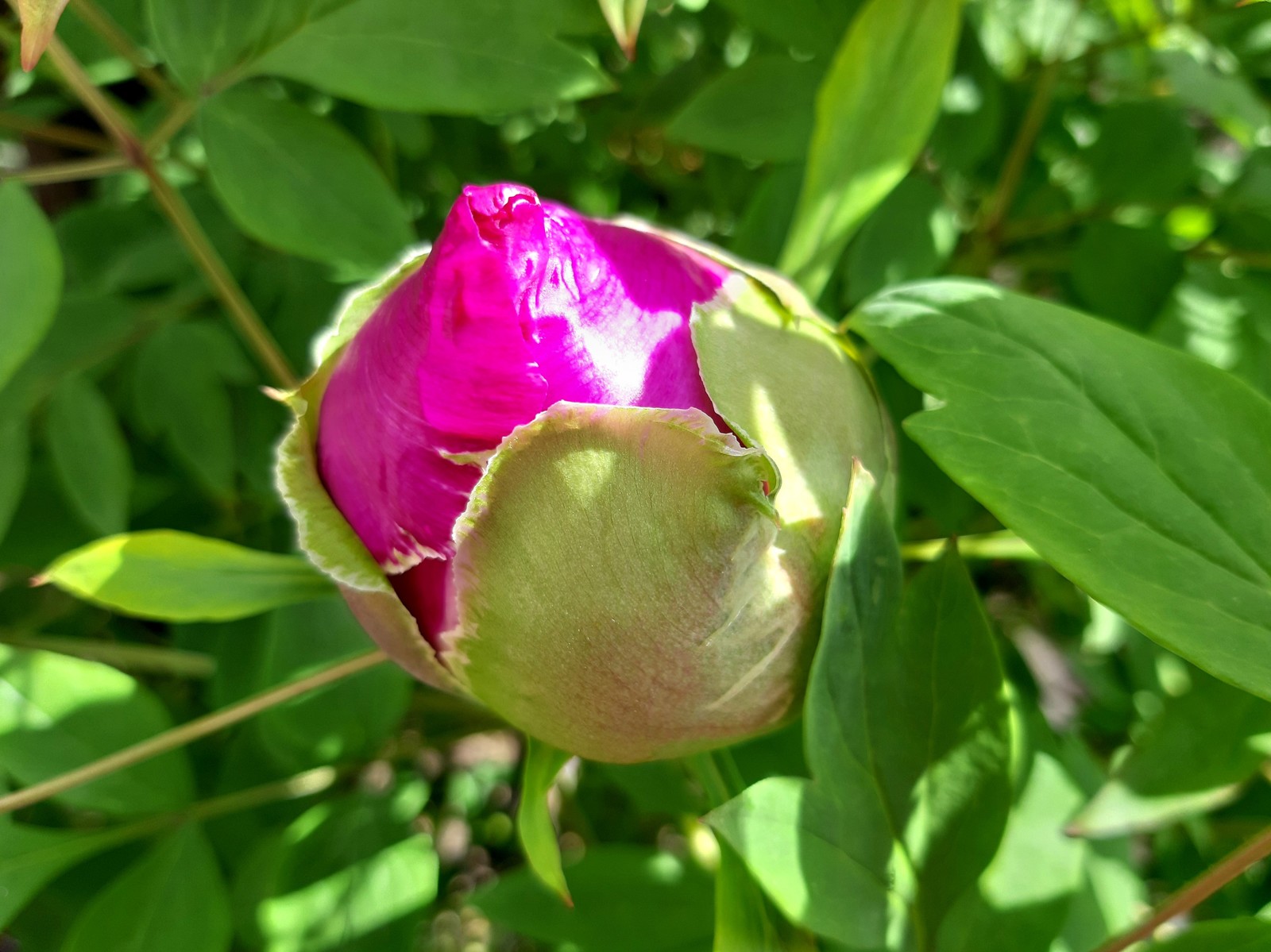 tree peony - My, Peonies, Bloom, Spring, Flowers, Longpost