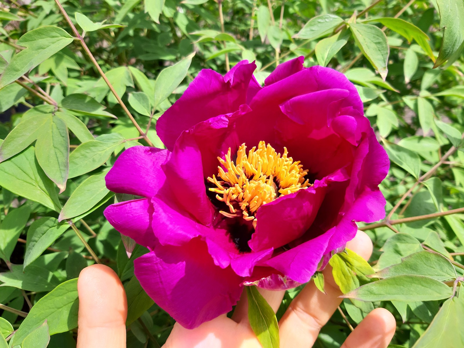 tree peony - My, Peonies, Bloom, Spring, Flowers, Longpost