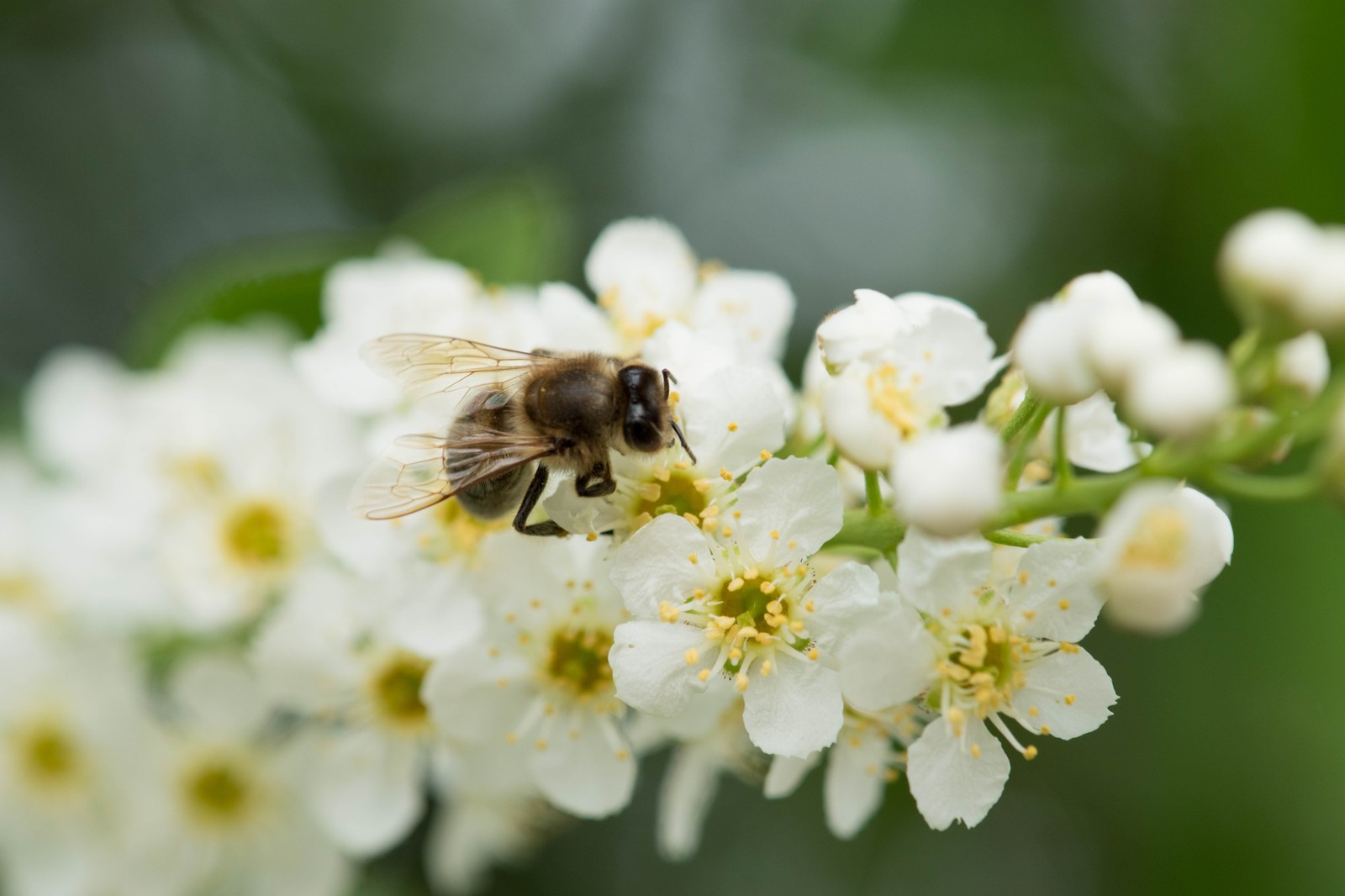 My new hobby - My, Macro photography, Macro, Butterfly, Plants, Flowers, The photo