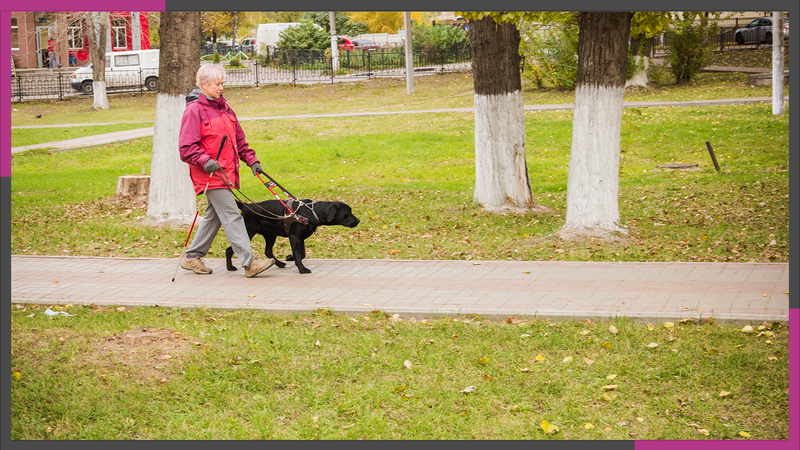 LIVING WITH A GUIDE DOG: LITIGATIONS, RUNNER GUIDES AND TEACHER DOGS - My, Inclusion, Guide-dog, Another look, Blind, The blind, Longpost