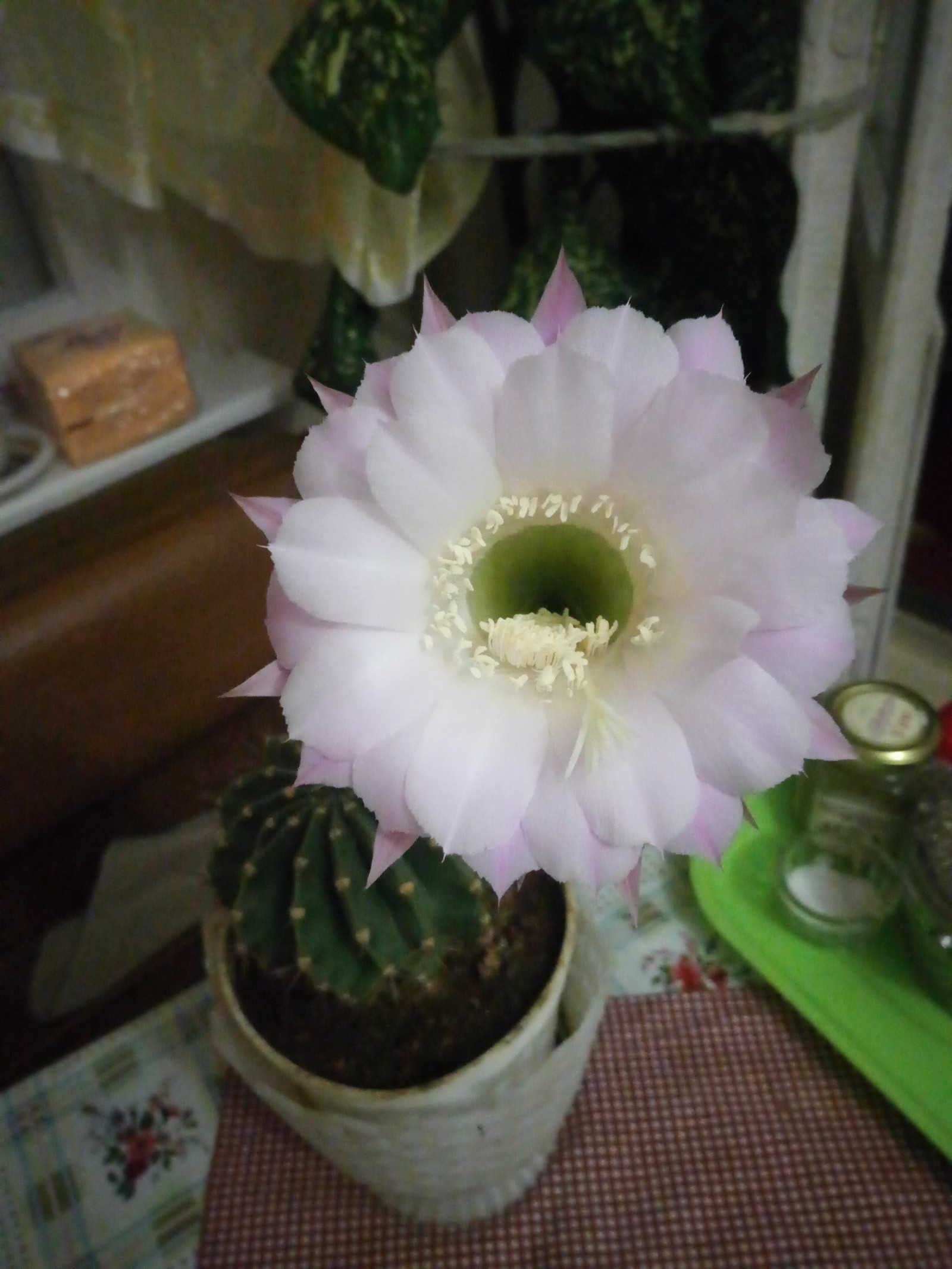 Every 7 months he pleases us with such beauty - My, Cactus, Flowers, Bloom, beauty, Longpost