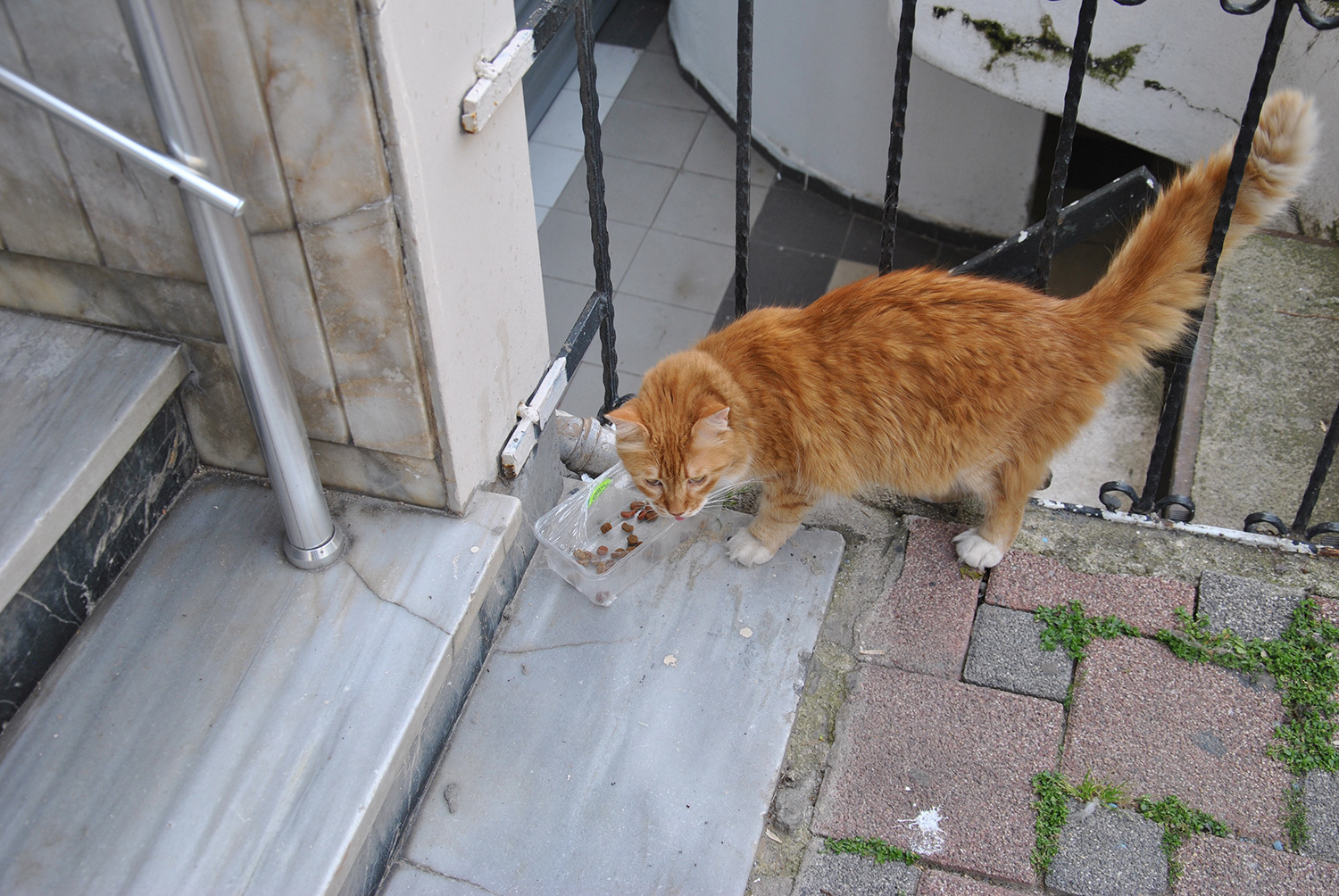 Стамбульских кошечек и котиков к вам в ленту | Пикабу