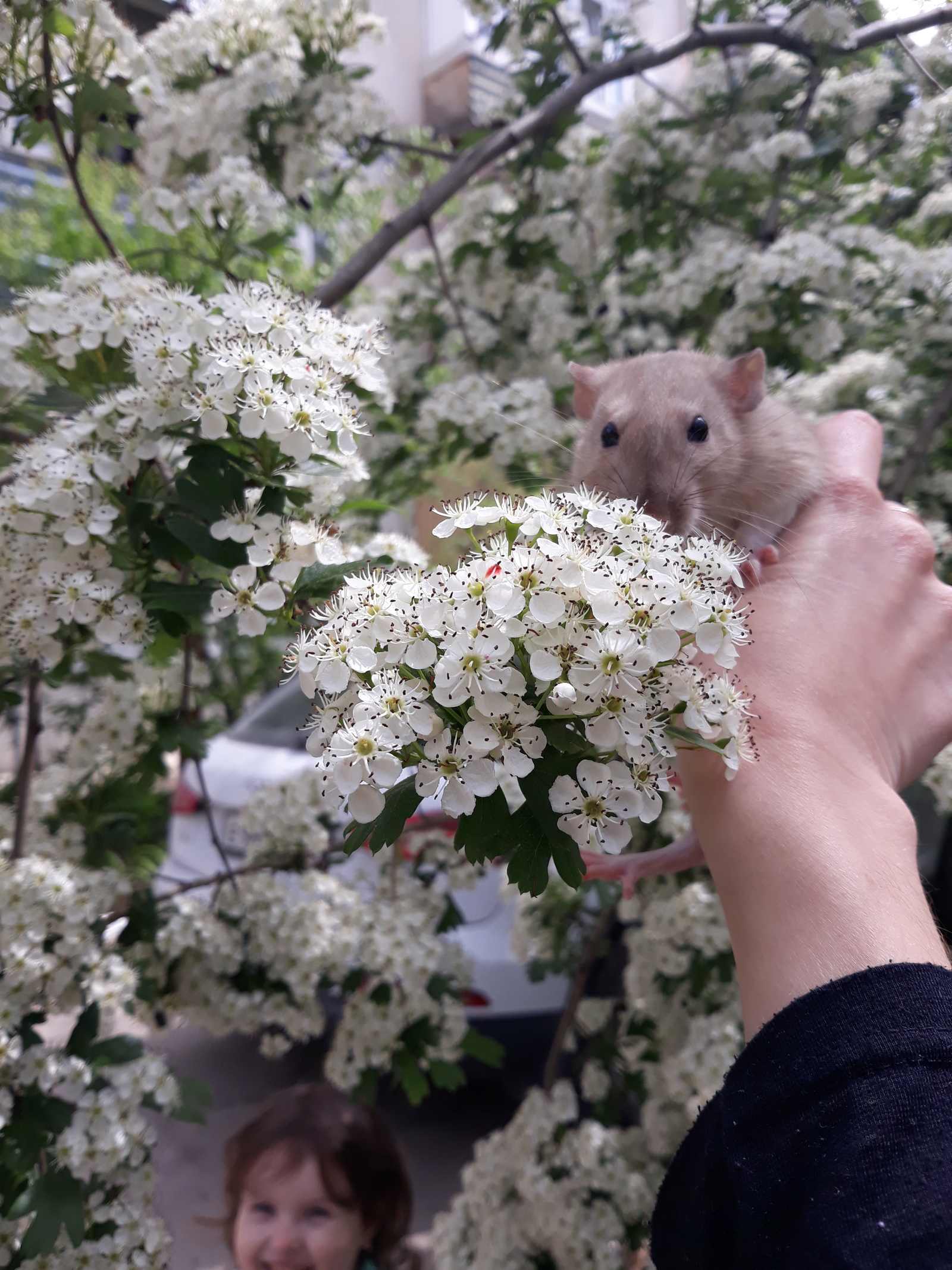 On a walk - My, Rat, Decorative rats, Milota, Animals, Pets, Pet, Rodents, Longpost