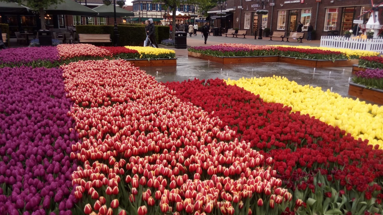 Spring in the Netherlands. Tulips and even a tulip tree - My, Tulips, Flowers, Limburg, Longpost, Netherlands, Netherlands (Holland), Tulip tree