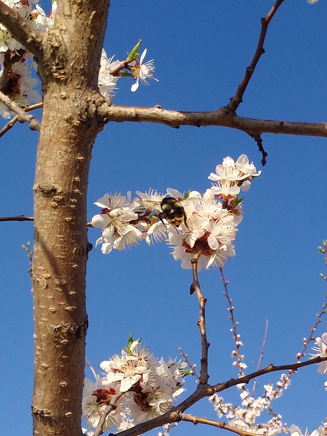 Spring has come to the Urals, the apricot has blossomed. Taken with HUAWEI NOVA - My, Apricot, Bees, Everything will be fine, Beginning photographer