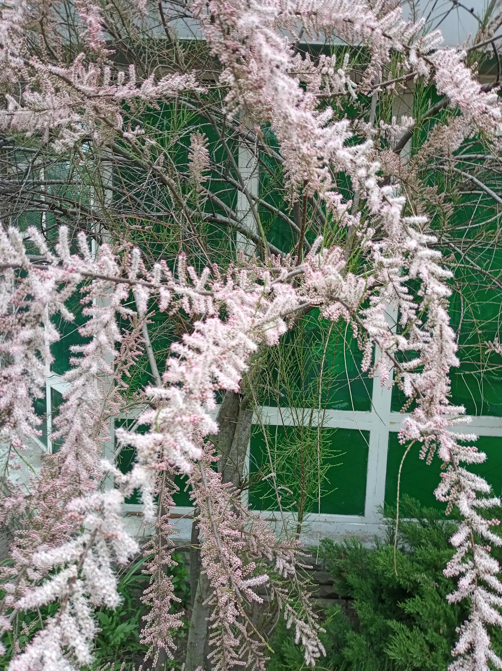 Who knows - My, Tree, Flowers, Looking for a name, Longpost