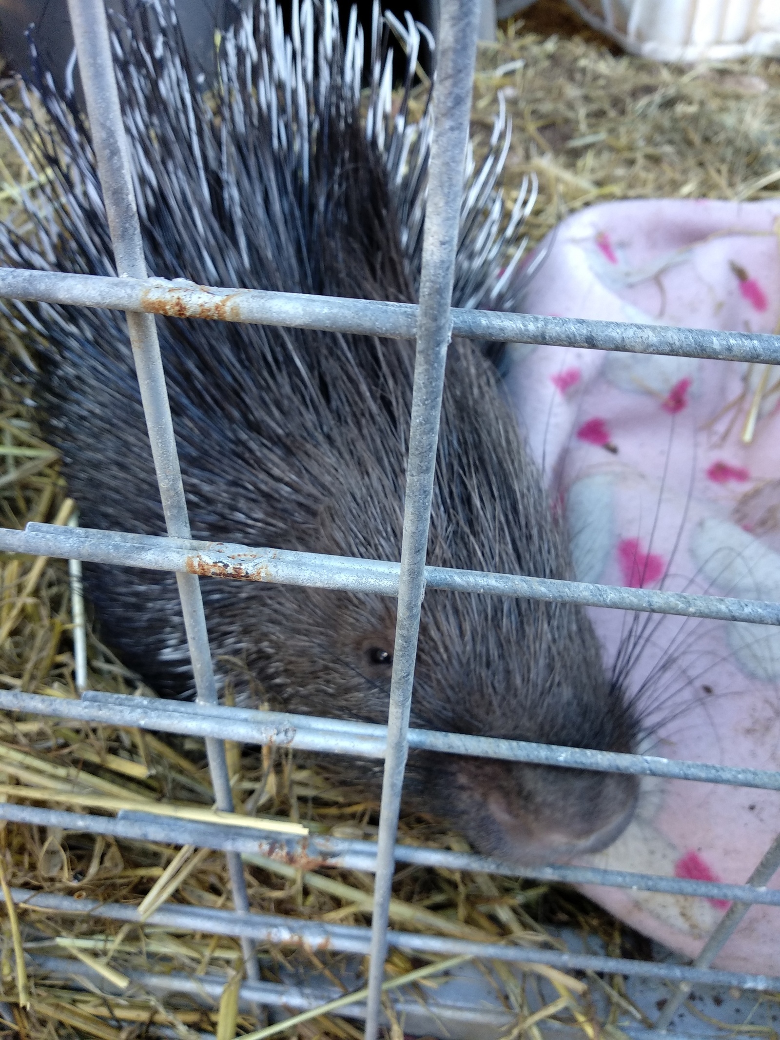 The porcupine has grown up - My, Animals, Milota, Porcupine, Israel, Longpost