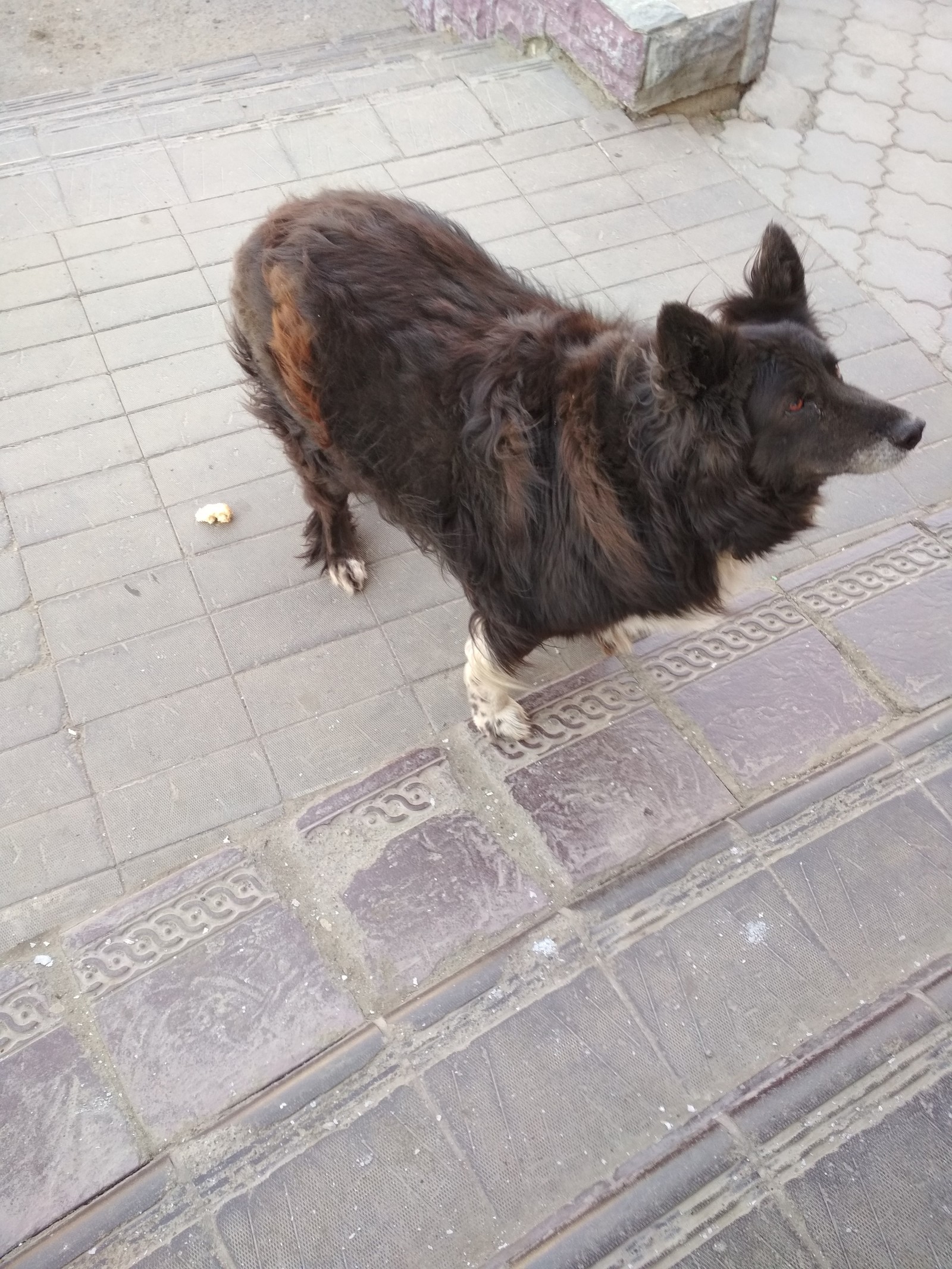 Tomsk. - My, Dog, Tomsk, A loss, Longpost, No rating