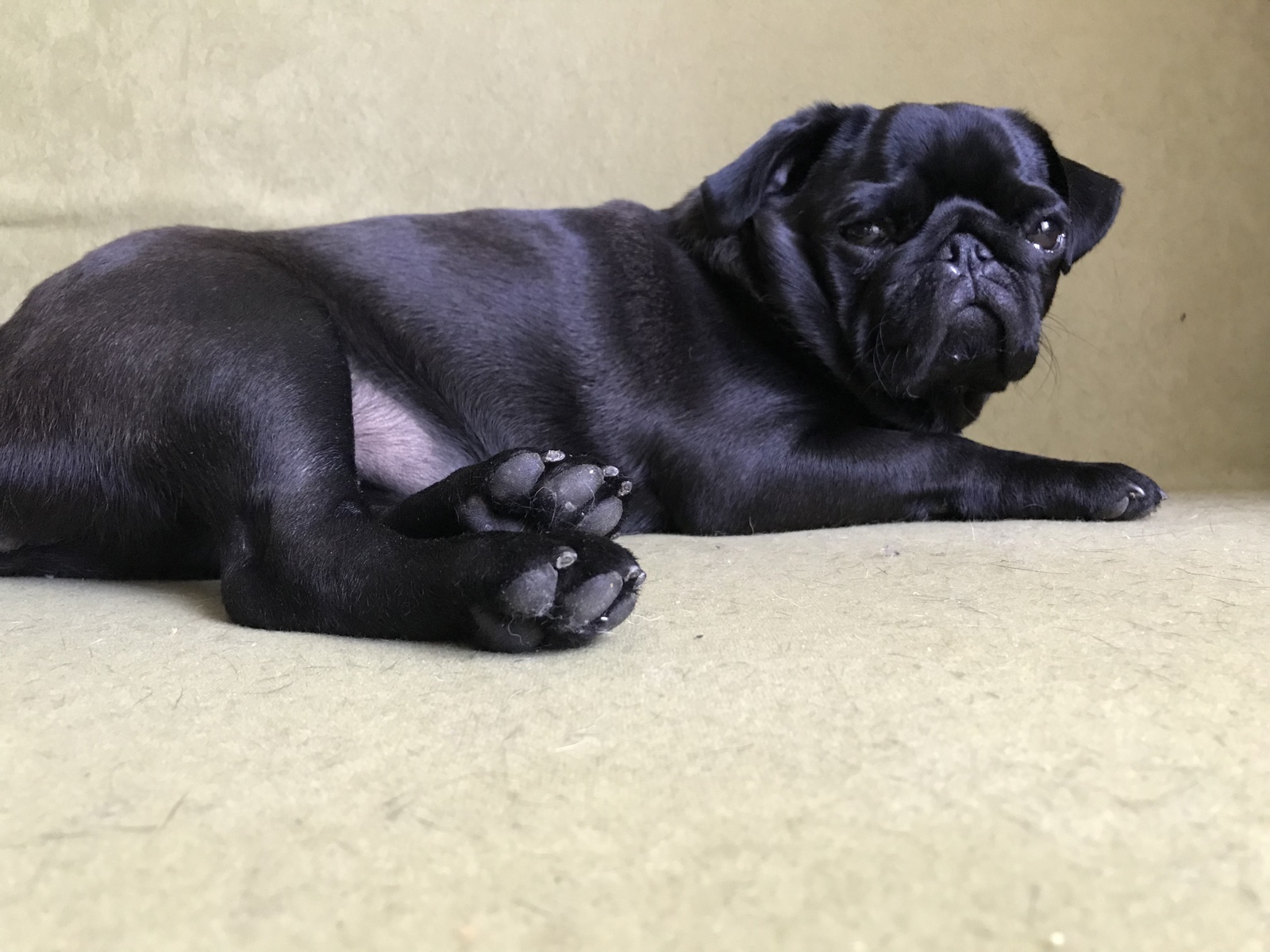 Spread your paws - My, Pug, Pets, Paws, Relaxation, , Dog, Falling asleep