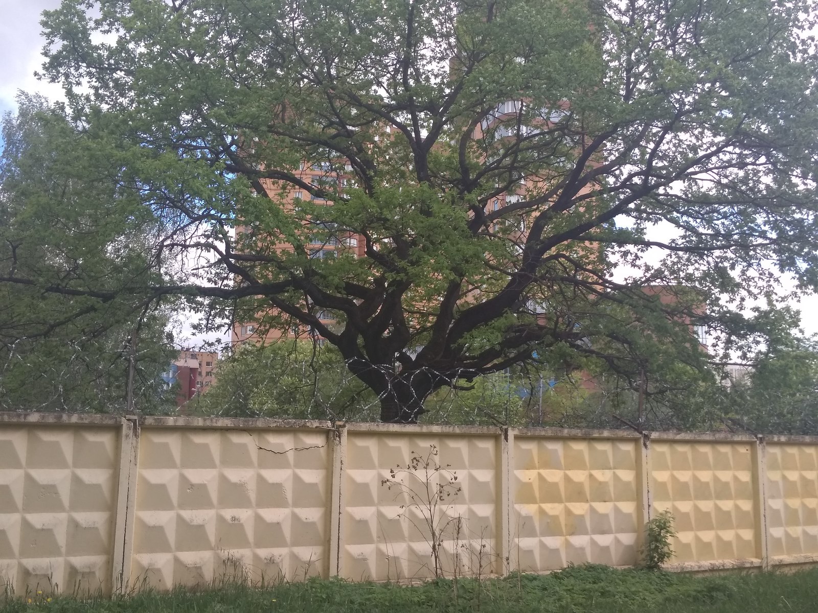 dog-tree - My, Pareidolia, Dog