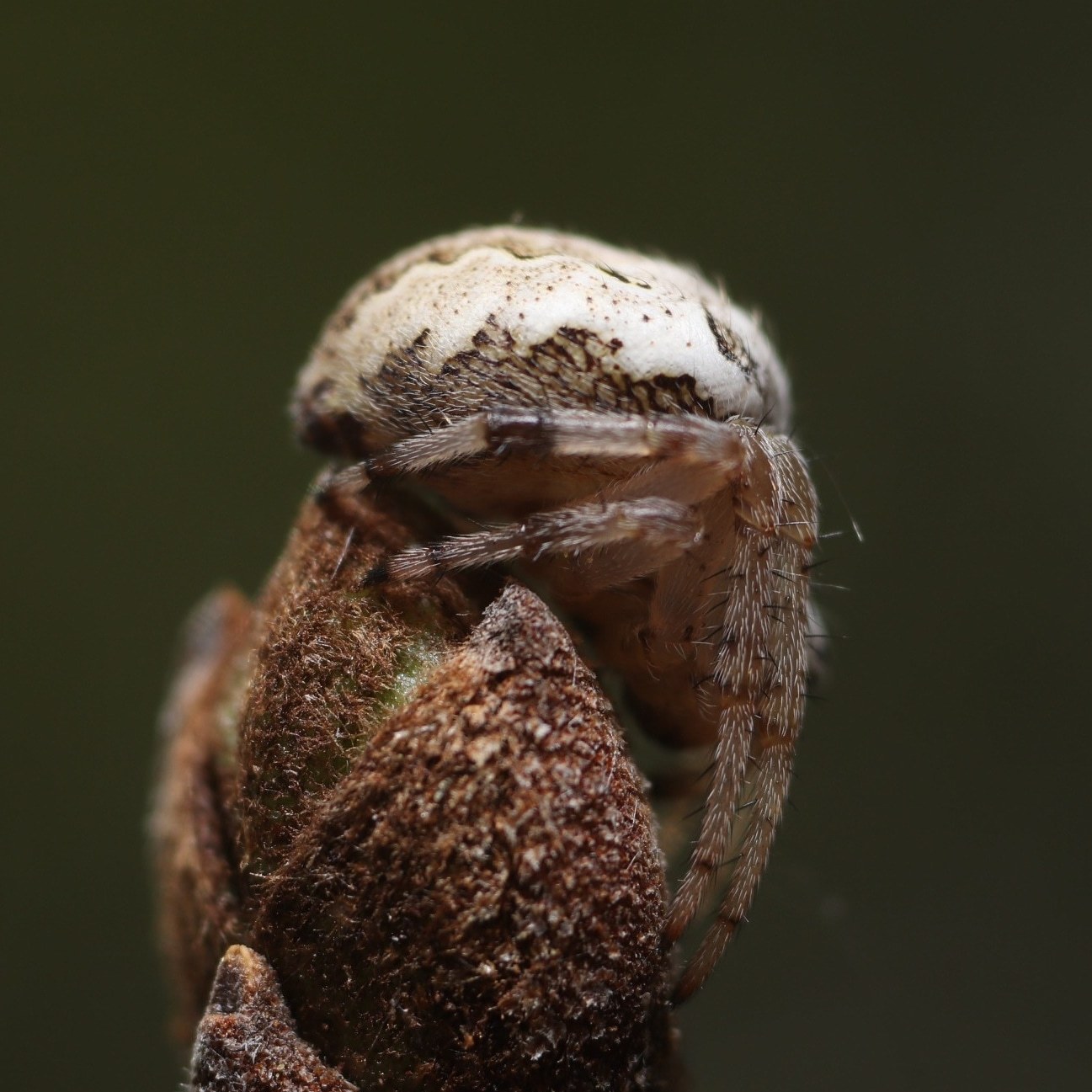 Spider cross. Canon 200d, Vega-11u, with 3 macro rings. - My, Beginning photographer, Spider, Macro, Macro photography