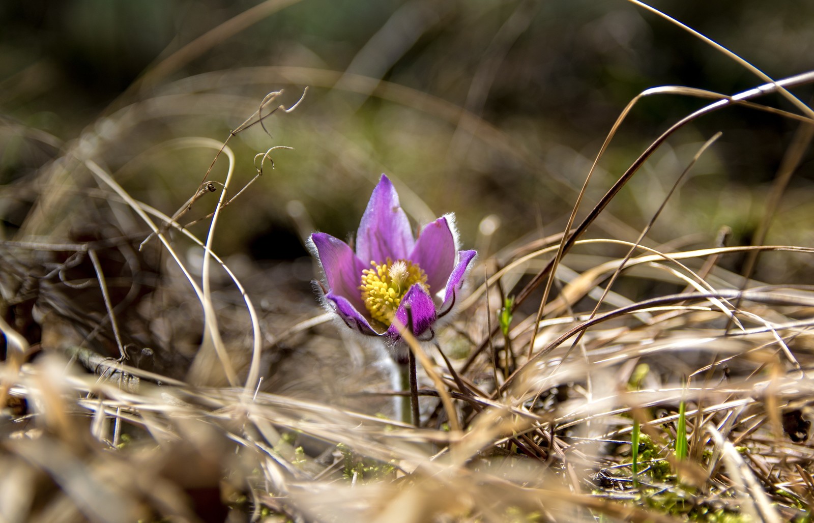 Forest flowers. - My, Forest, Flowers, Spring, Lilies of the valley, Dream herb