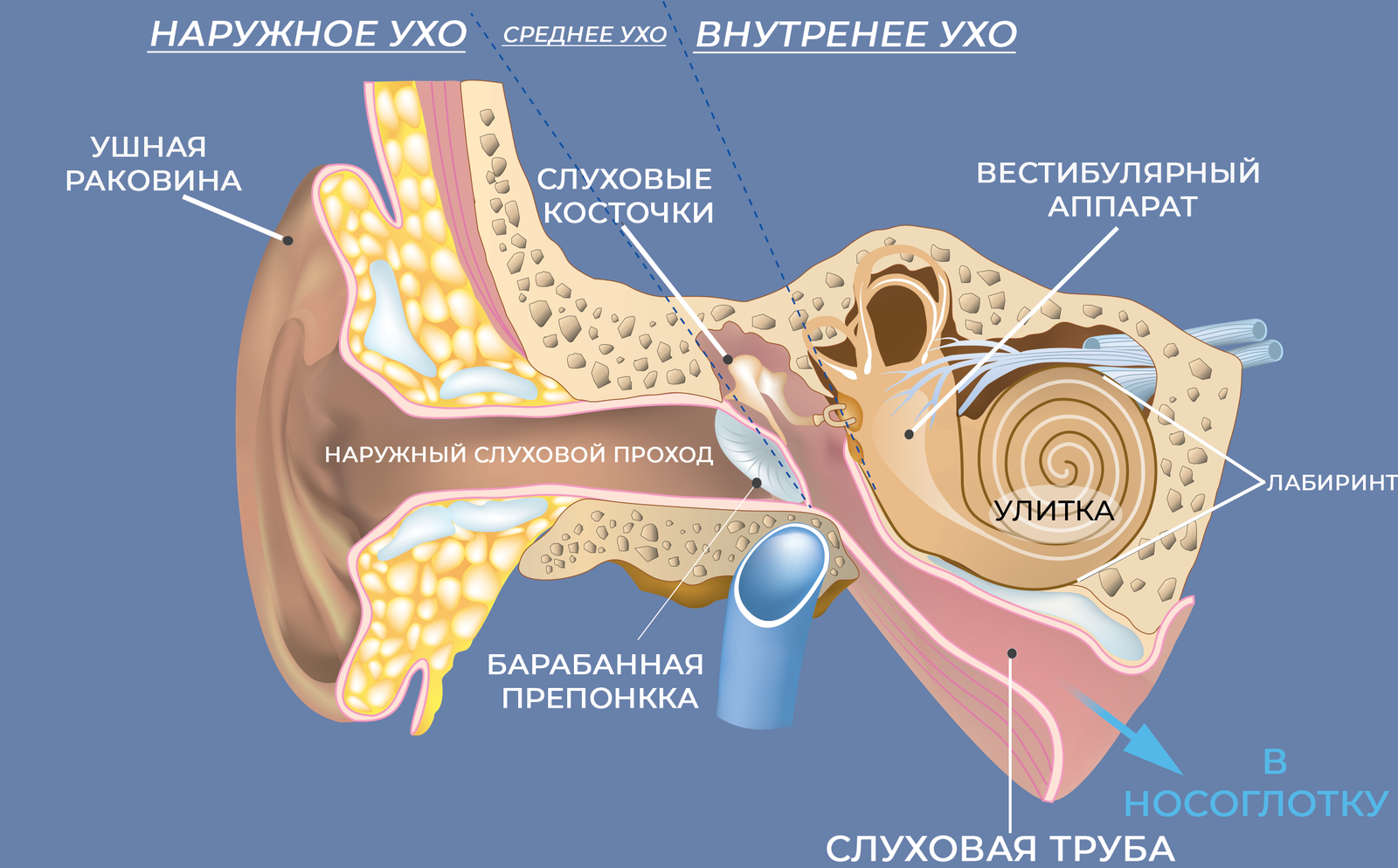 Барабанная перепонка строение уха. Строение наружного уха барабанная перепонка. Анатомия уха барабанная перепонка. Строение наружного слухового прохода. 3 отдела органа слуха