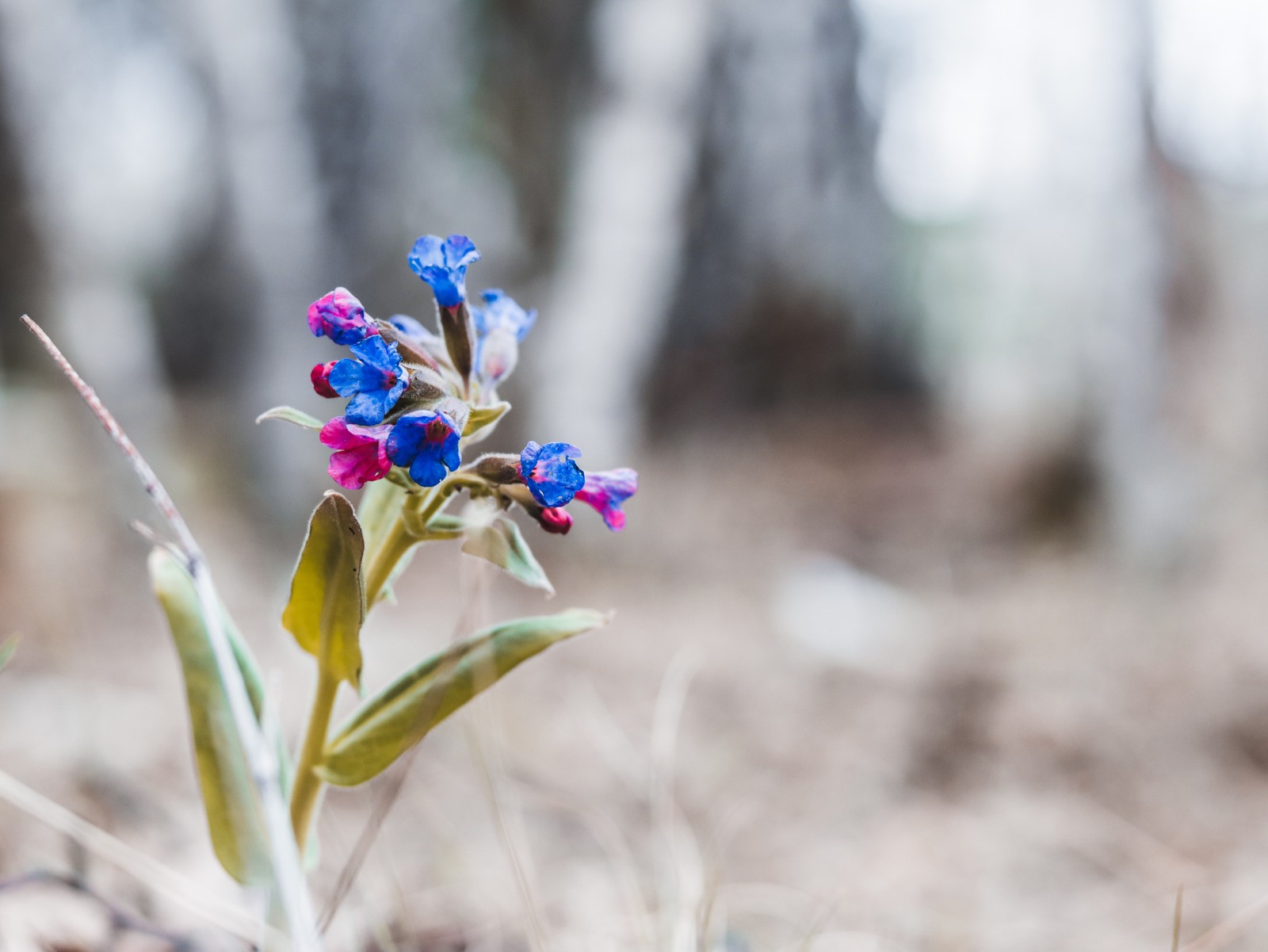 Spring - My, , Lightroom, Canon, Longpost, The photo