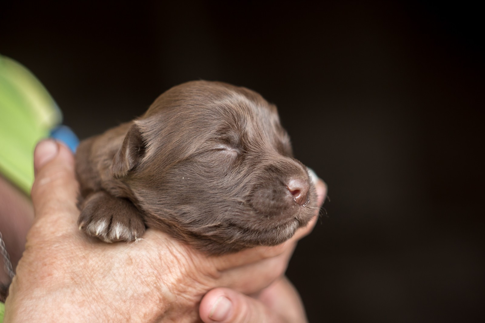 Puppies - My, The photo, Canon 650d, Puppies, Beginning photographer, Longpost, Dog, Animals