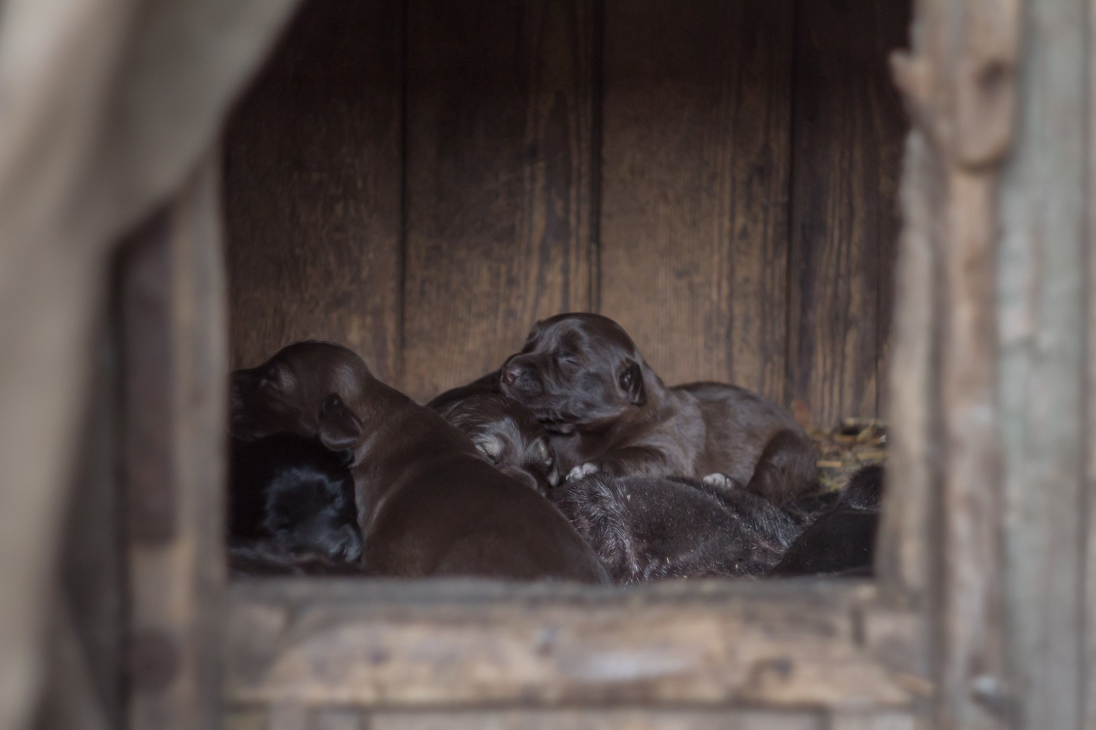 Puppies - My, The photo, Canon 650d, Puppies, Beginning photographer, Longpost, Dog, Animals