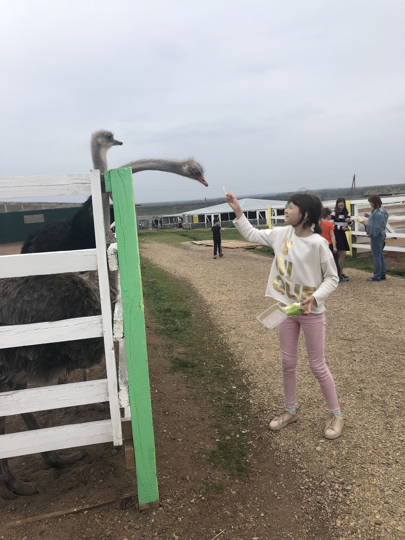 Ostrich Farm - My, Ostrich, Ostrich Farm, GIF, Longpost