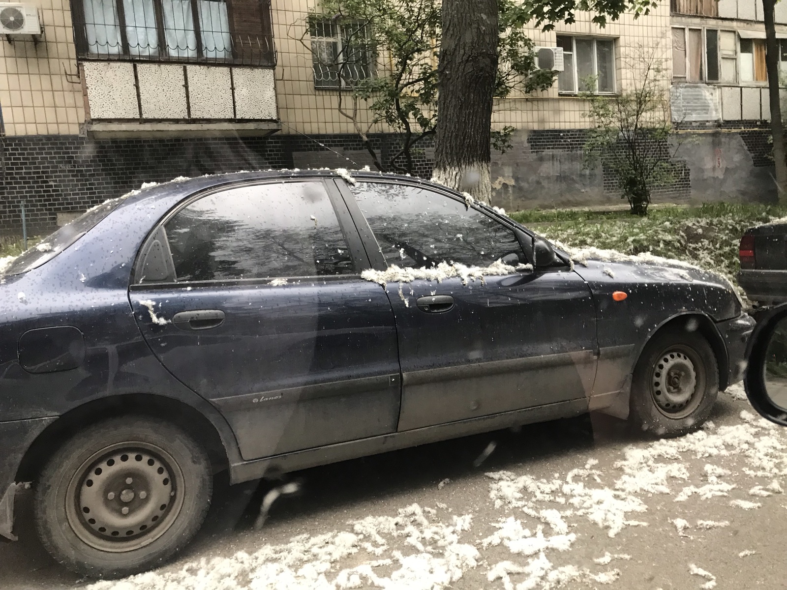 Вот почему не стоит оставлять машину под тополем | Пикабу