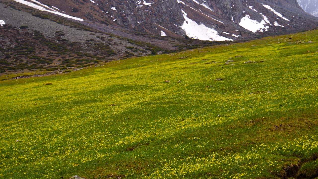 Kyrgyzstan, Tuyuk gorge, Kok-Moinok lake - My, The photo, The mountains, Gorge, Lake, Snow, Flowers, Longpost, Landscape