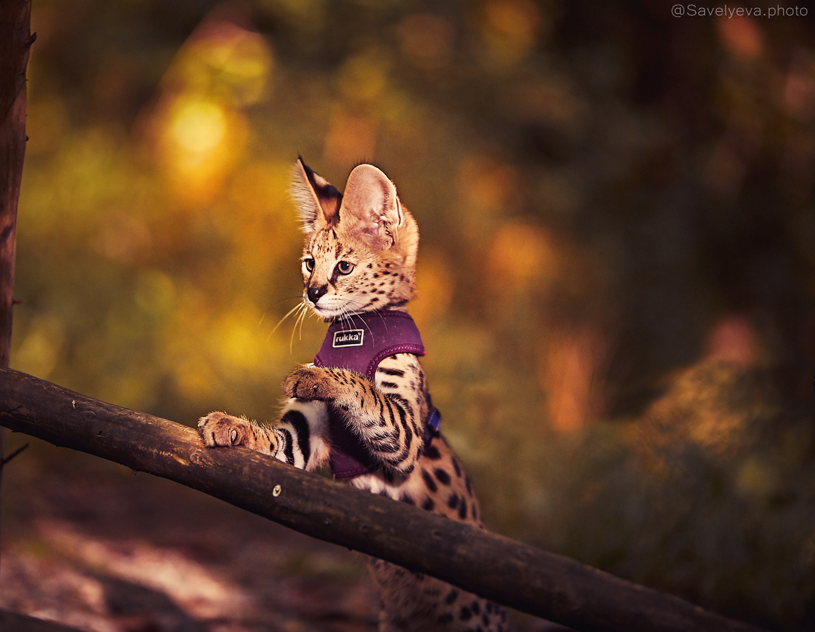 Important pussy. - My, Serval, Animalistics, The photo, Animals, Longpost, Small cats, Cat family, Young
