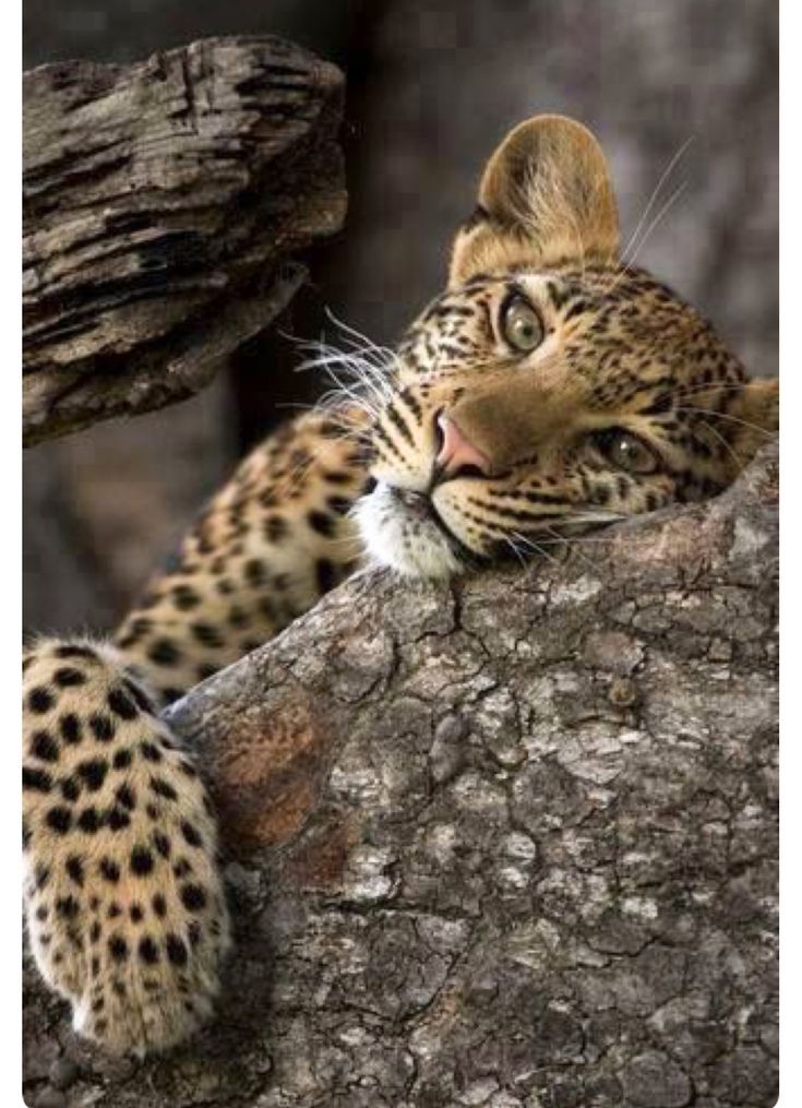 After a delicious dinner, according to the law of Archimedes, it is supposed to take a nap - cat, Leopard, Quiet hour, Relaxation