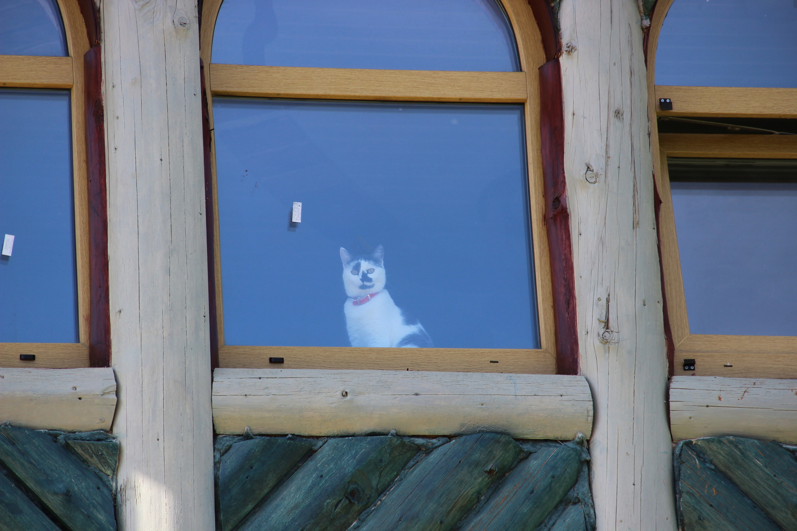 Cats in the window - My, The photo, cat, Catomafia, Longpost