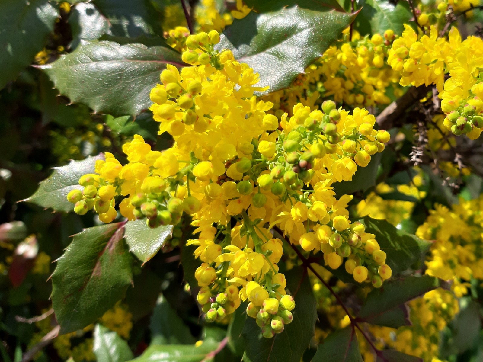 Mahonia holly - My, Bloom, Bushes, Longpost