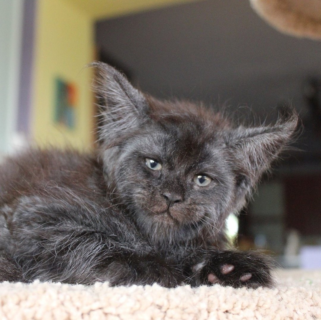 A cat with a human face. - cat, Maine Coon, Catomafia, Longpost