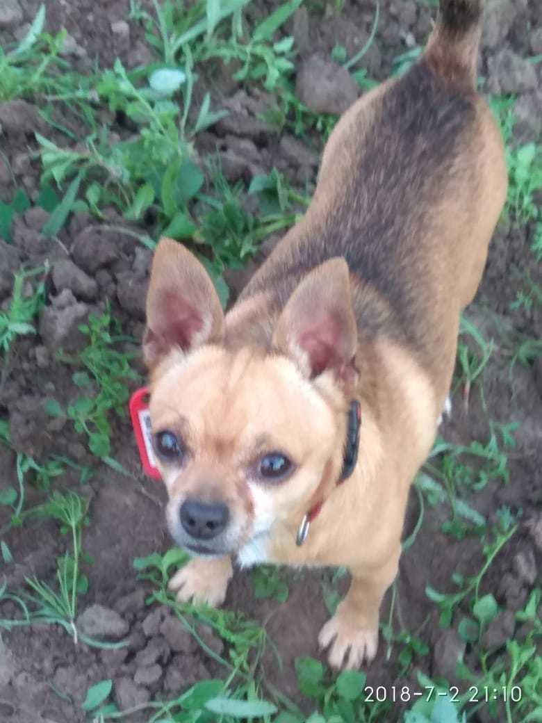 Lost dog, Tomsk - My, The dog is missing, Tomsk, No rating, Lost, Negative, Longpost, Dog