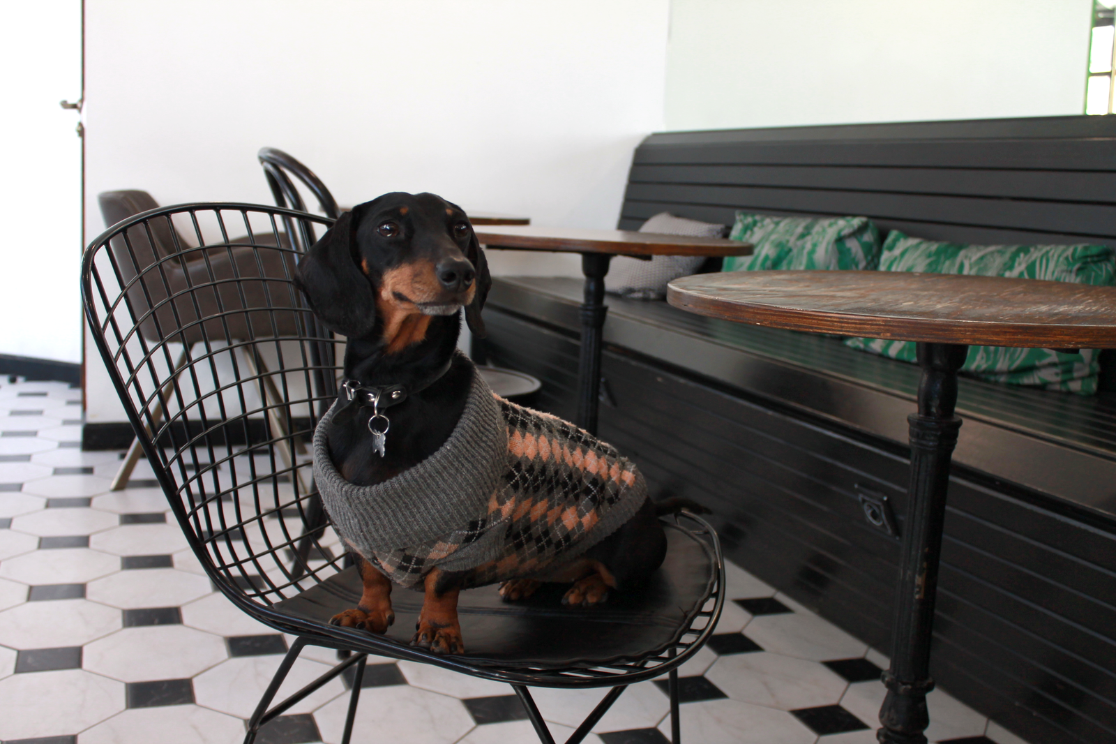 How the dachshund and I skipped school - My, Longpost, Dachshund, Dog, Kindness