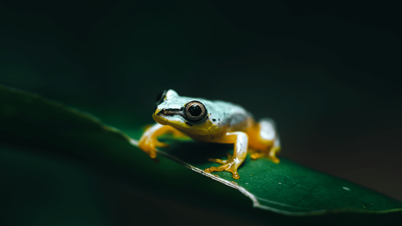 Frog frog from Madagascar. - Madagascar, wildlife, Frogs