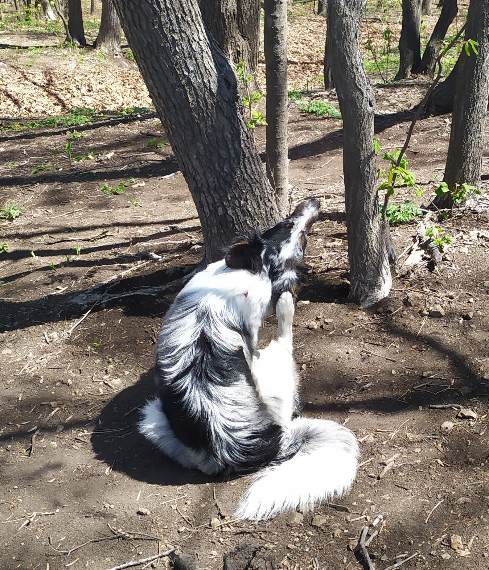 A little daily happiness. - My, Dog, Border Collie, Walk, Milota, Longpost