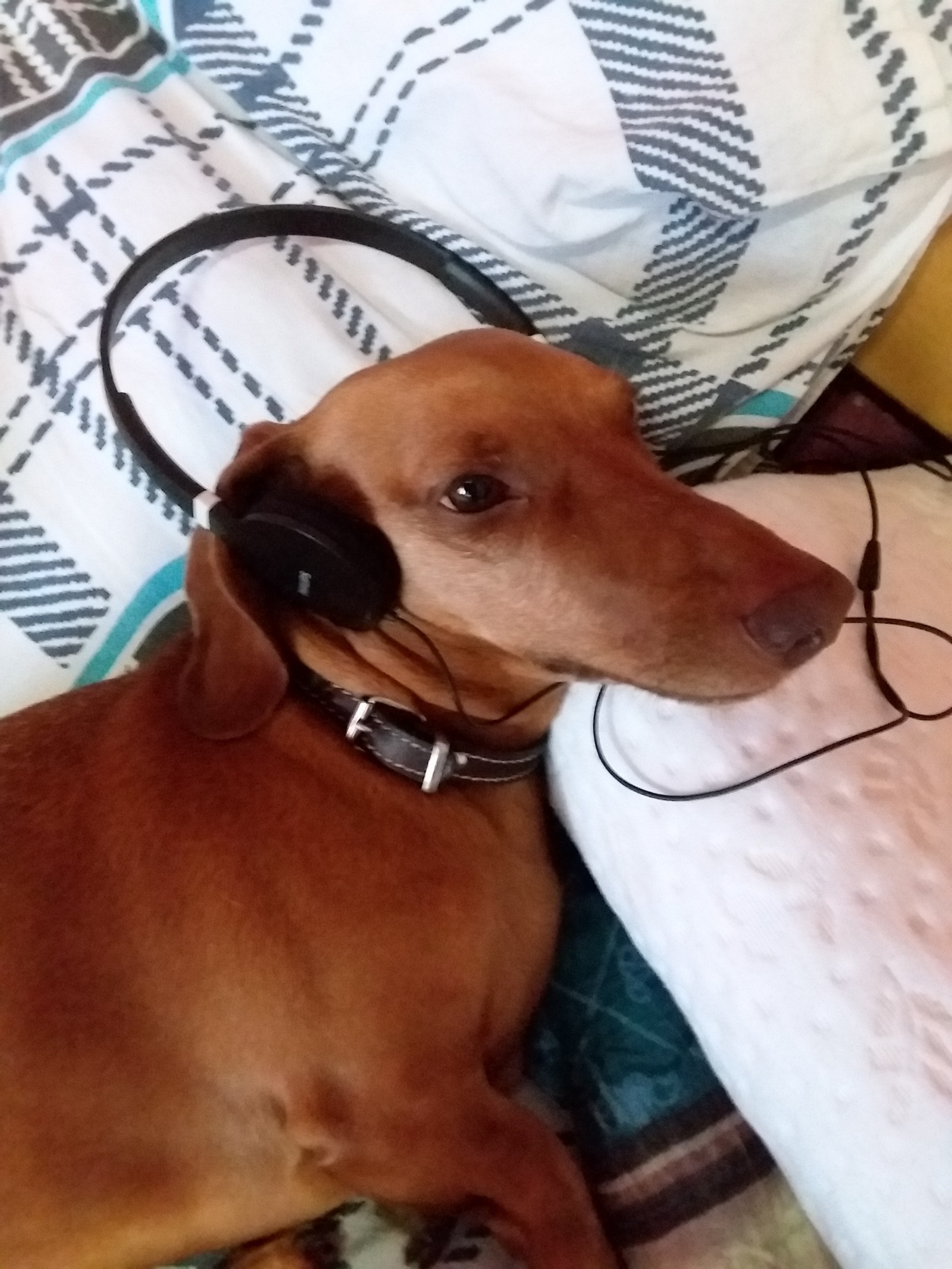 Censor control... - My, Dog, Headphones, The photo, Longpost