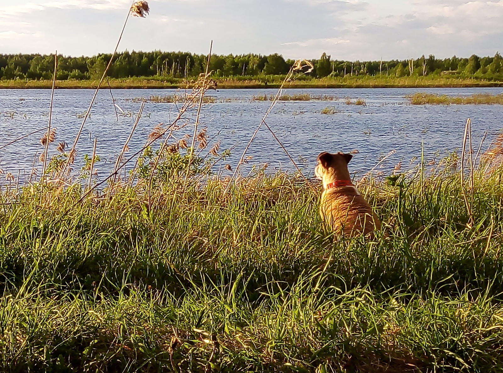 contemplates - My, Dog, Jack Russell Terrier, Nature