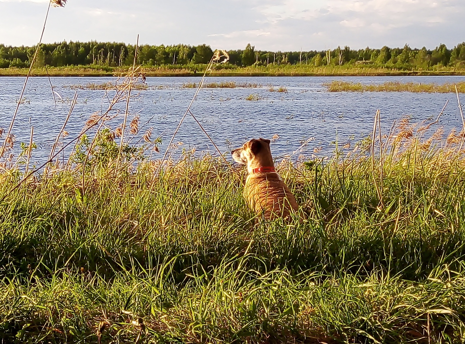 contemplates - My, Dog, Jack Russell Terrier, Nature