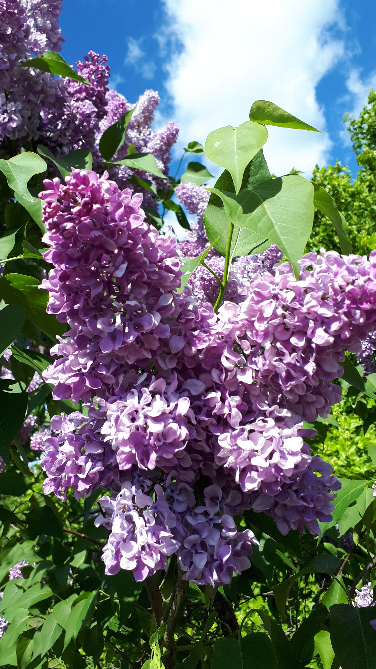 Lilac - My, Lilac, , Longpost