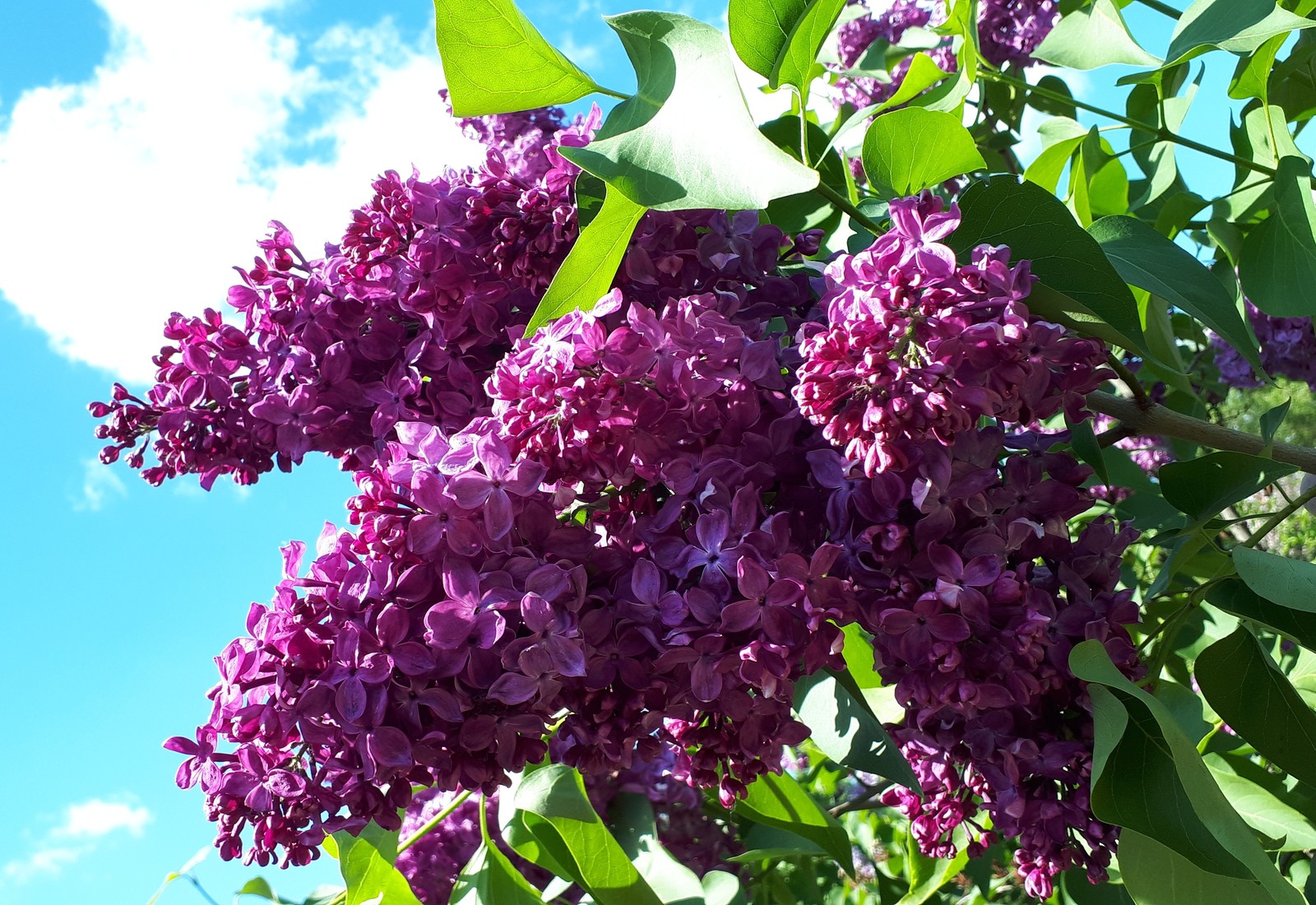 Lilac - My, Lilac, , Longpost