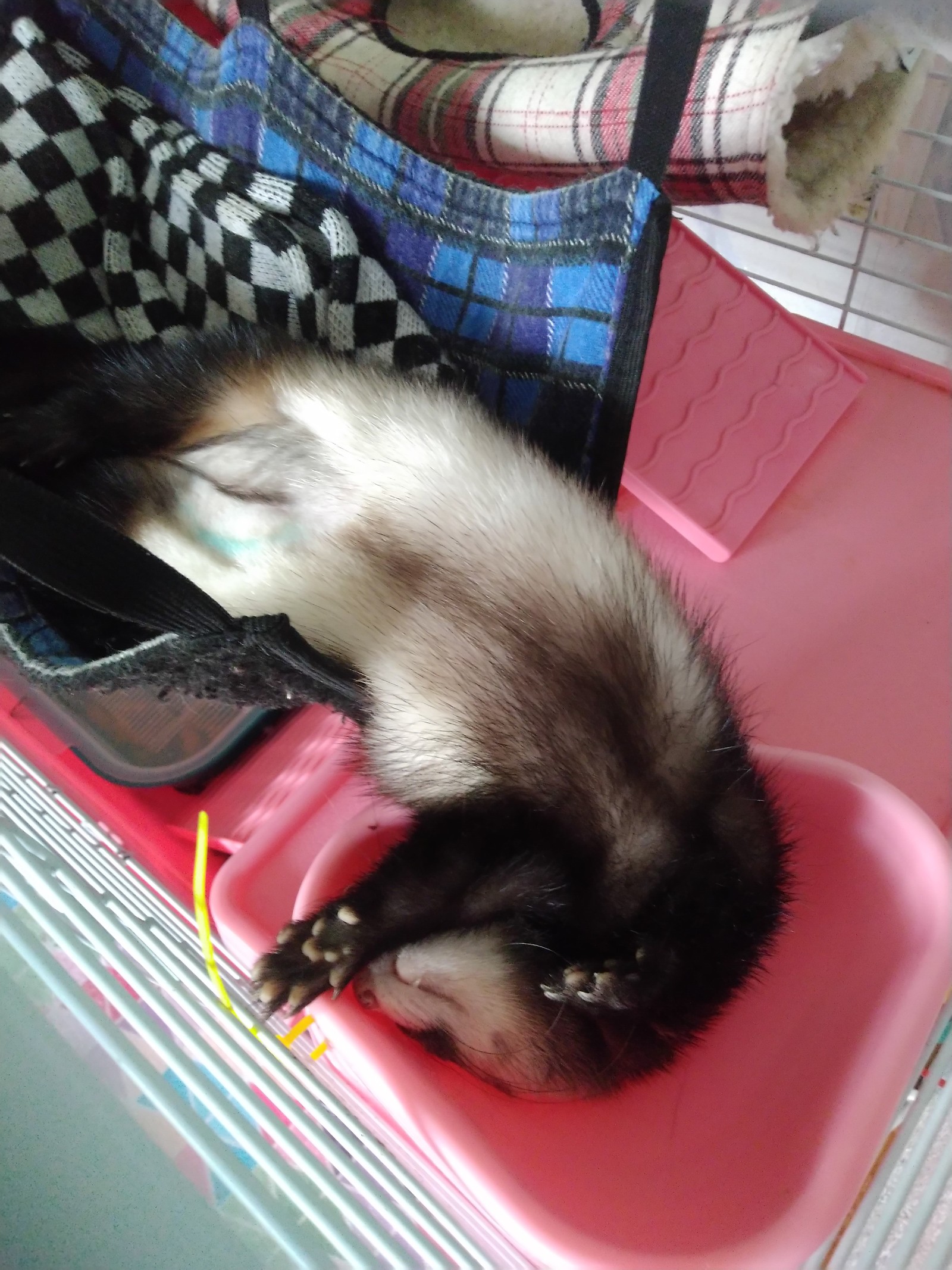 How we decided to sterilize our girl. - My, Ferret, Pets, Friend of human, Kus, Horeman, Longpost