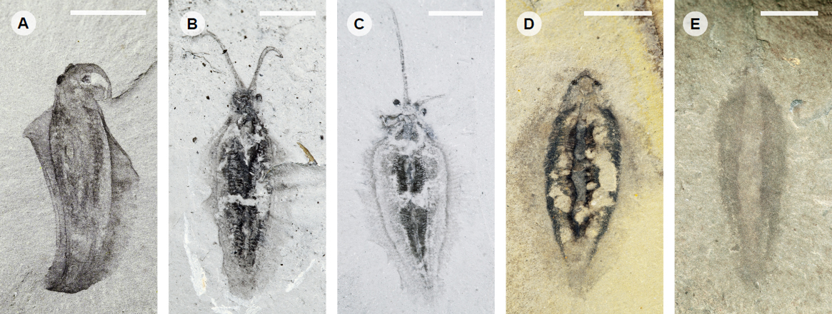 Mysterious Nectocaris - The science, Paleontology, Invertebrates, Cambrian, Cephalopods, Copy-paste, Elementy ru, Longpost