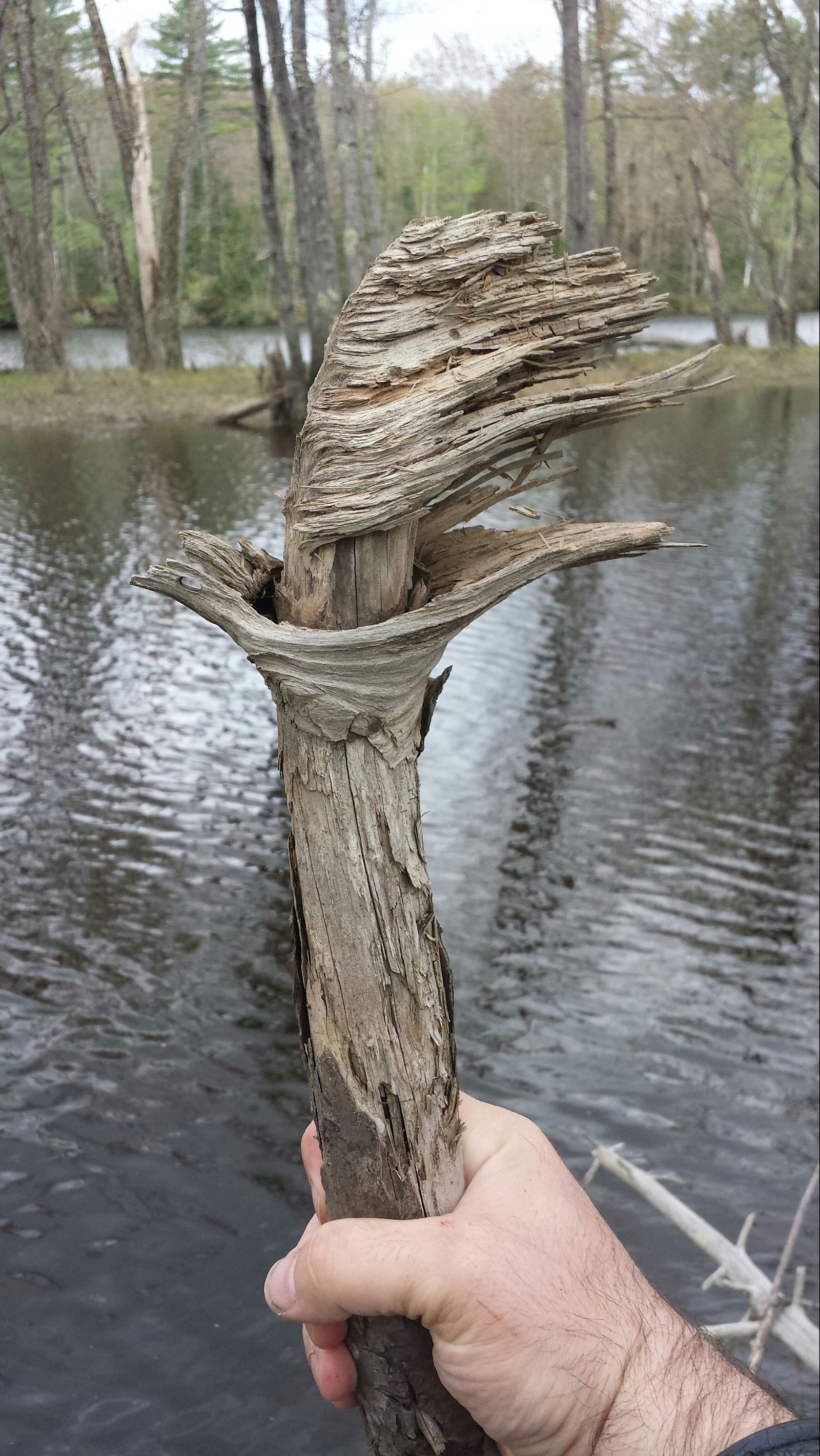 This stick looks like a burning torch, including flames! - Stick, Nature, Interesting, The photo, Reddit, Torch