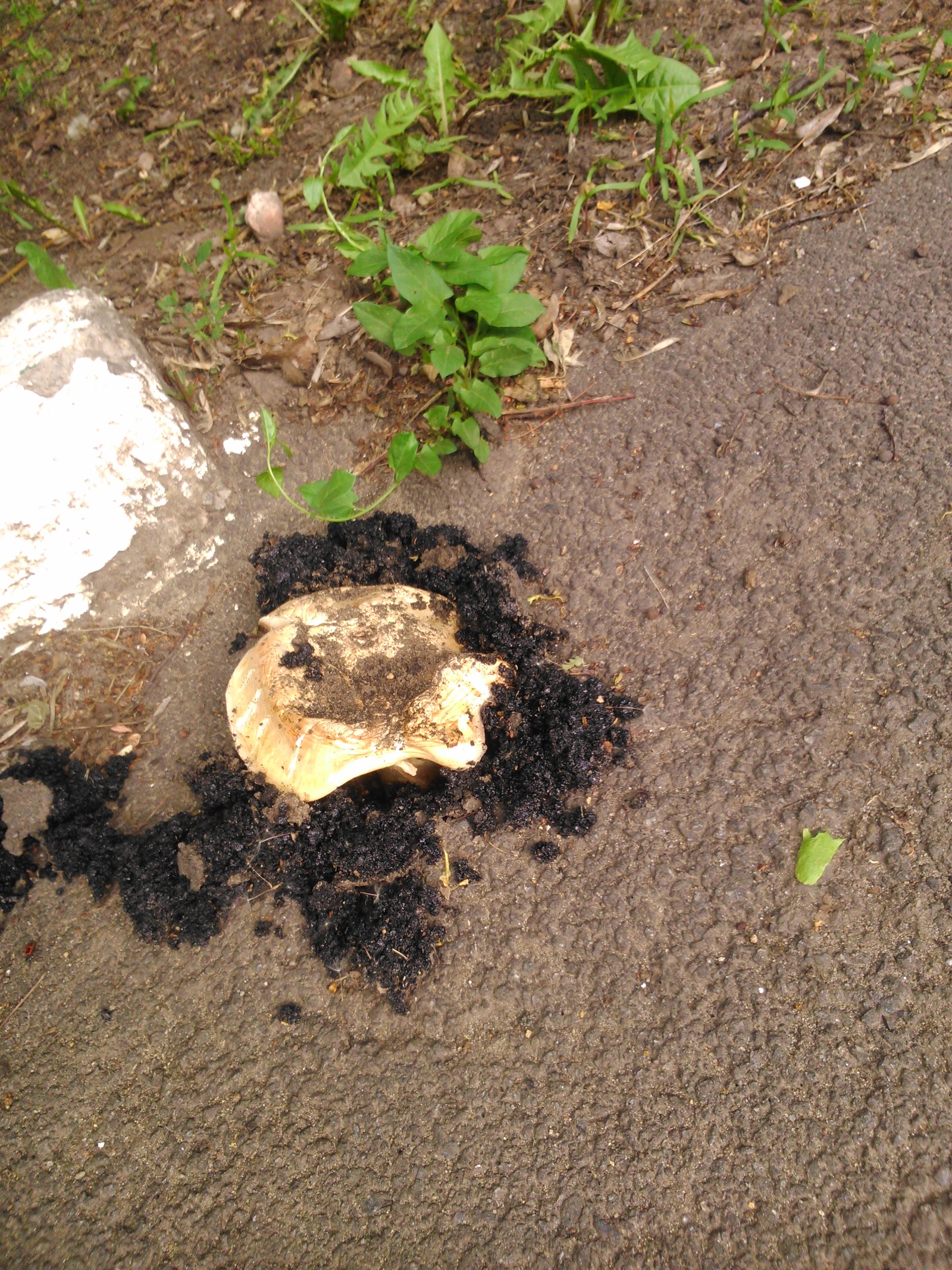 Mushrooms and roads. - My, Russian roads, Mushrooms, Cheerfulness, Nature