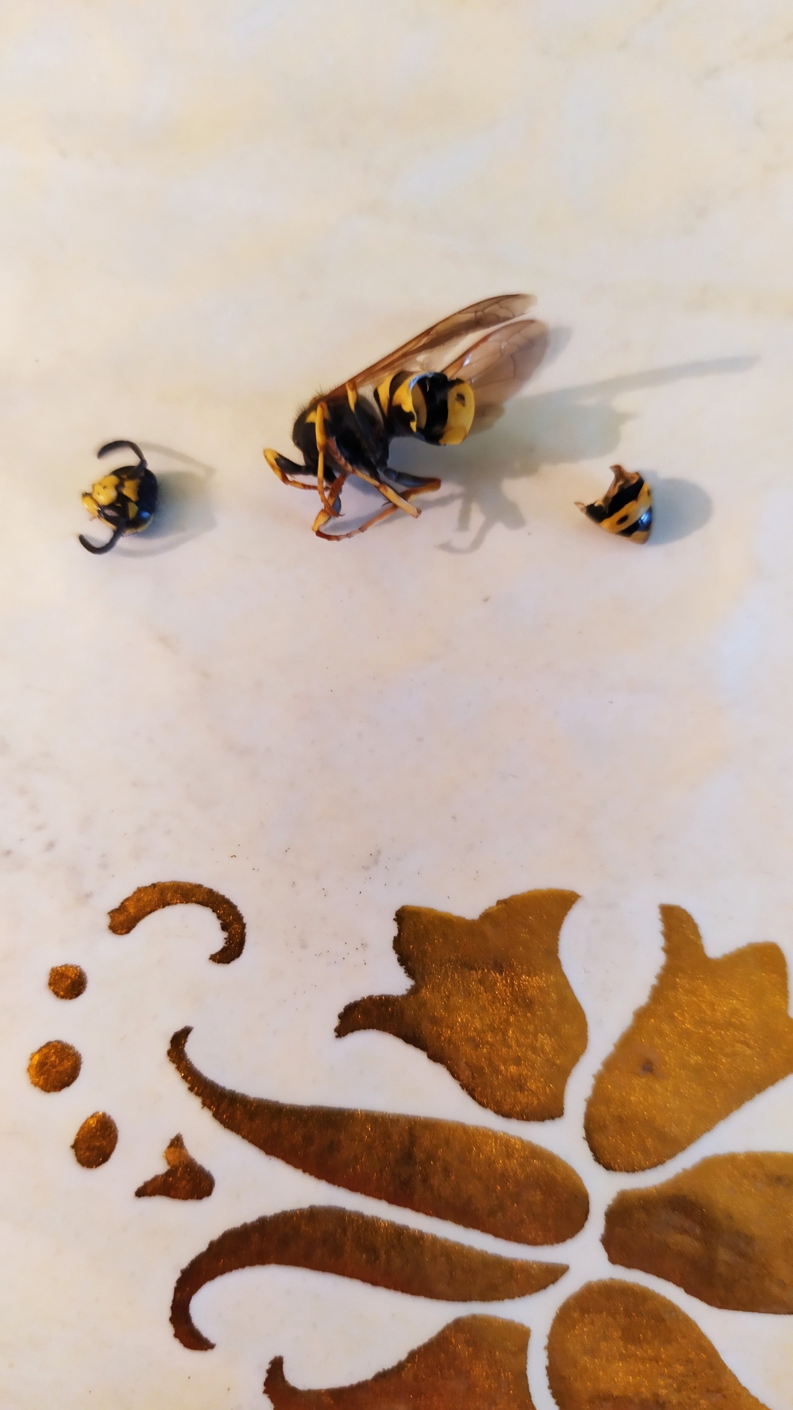 Bee sting - My, Bite, Life stories, Longpost, Wasp