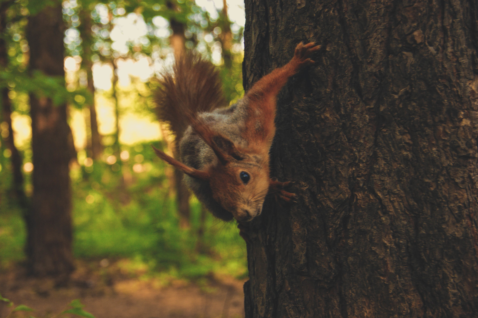 Friendly squirrel - My, Squirrel, Forest, The photo, Animals