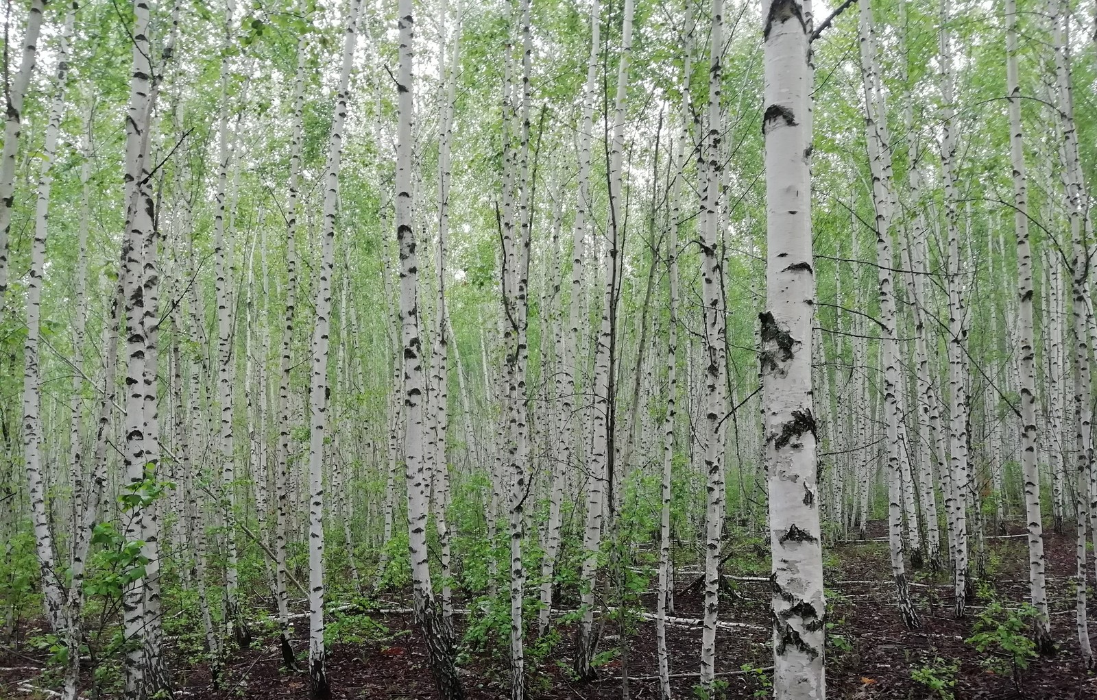 Filming a cartoon - My, Cartoons, Nature, Lipetsk, Birch