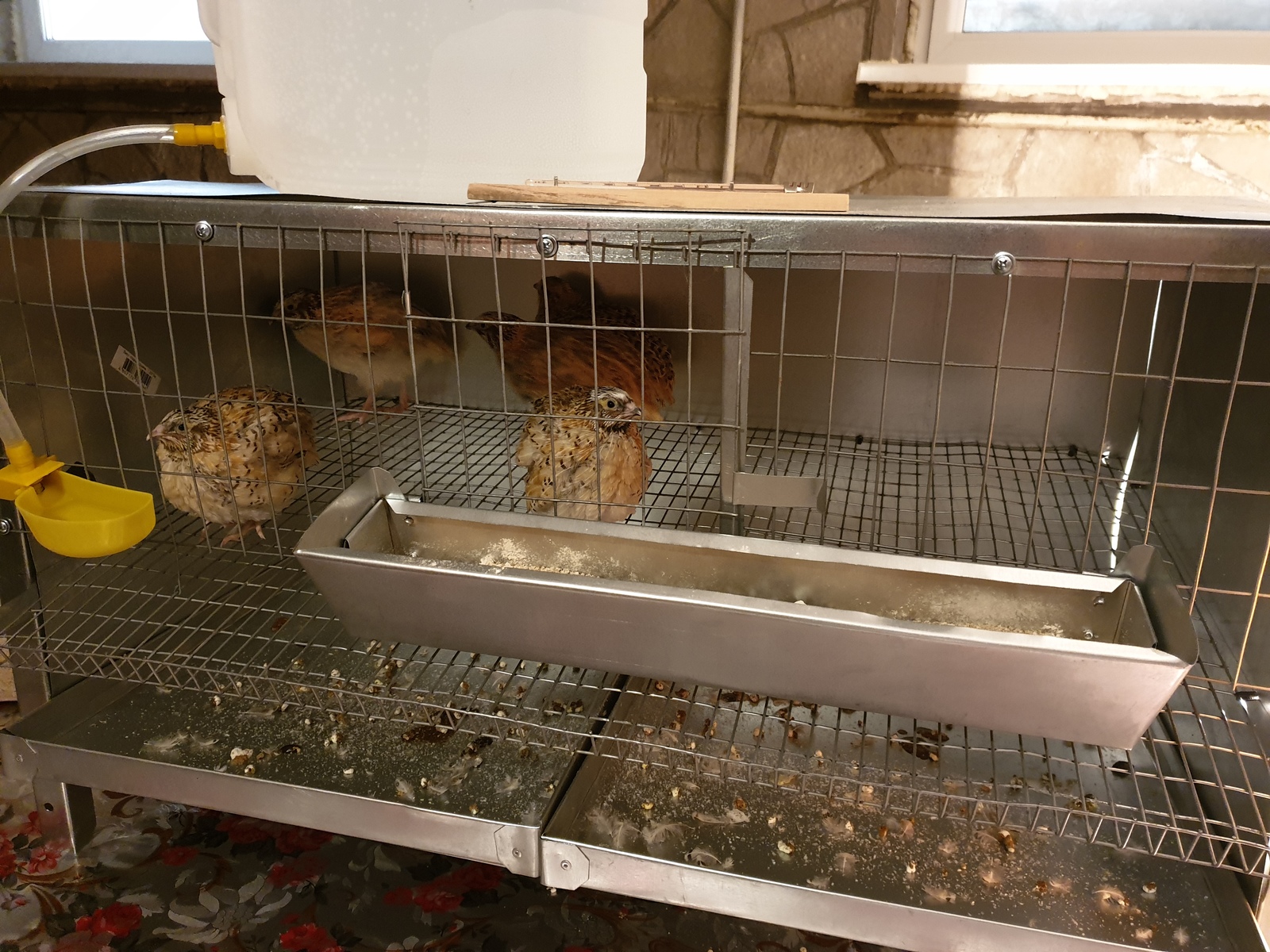 Quail. - My, quail, Quail Incubator, Longpost, Incubator