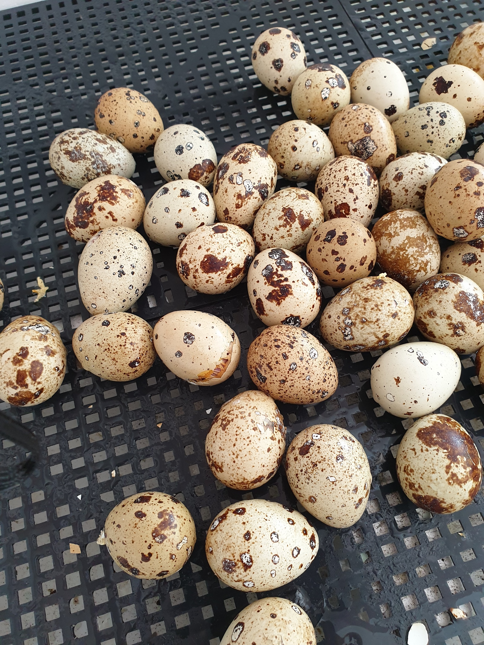 Quail. - My, quail, Quail Incubator, Longpost, Incubator