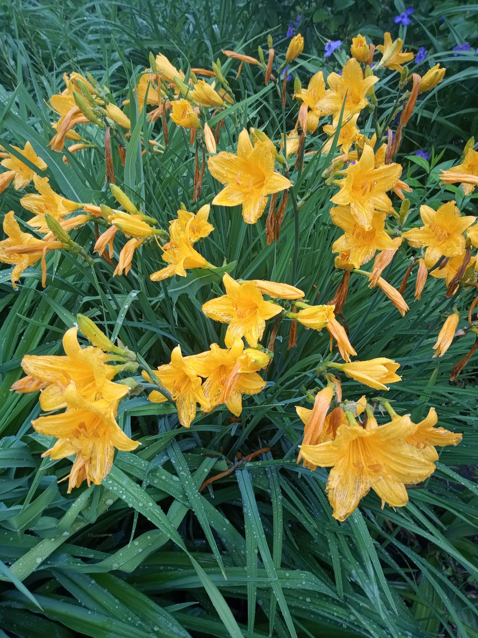 In the garden - My, Flowers, Garden, Longpost