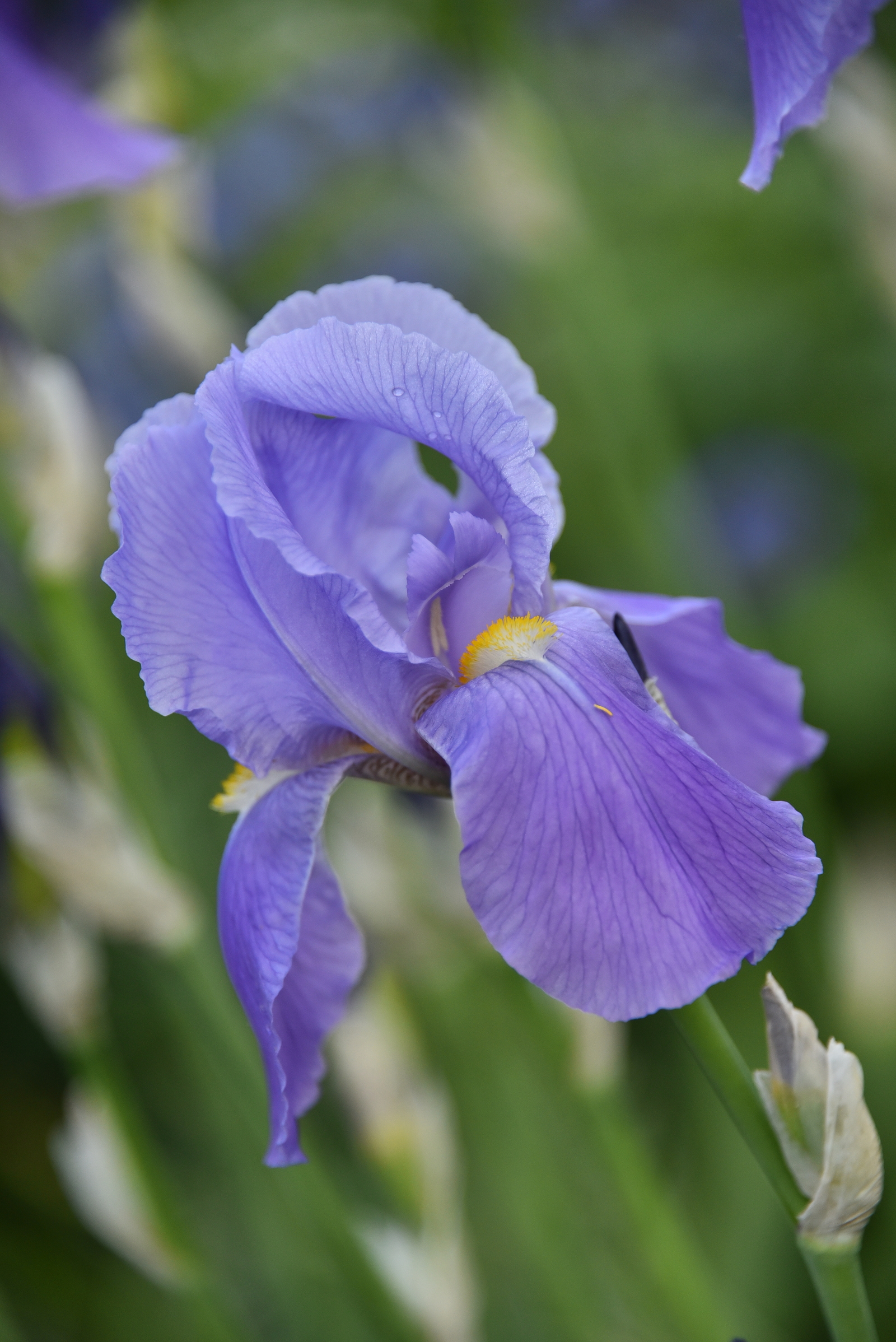 UNS #1 | Пикабу