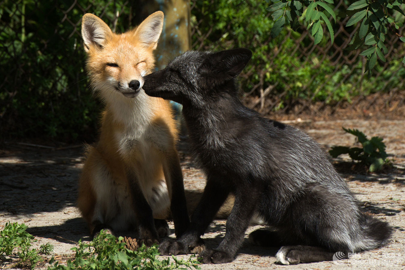 Search for domestication genes. - Fox, Genetics, Biology, , Domestication, Longpost, Domestic fox