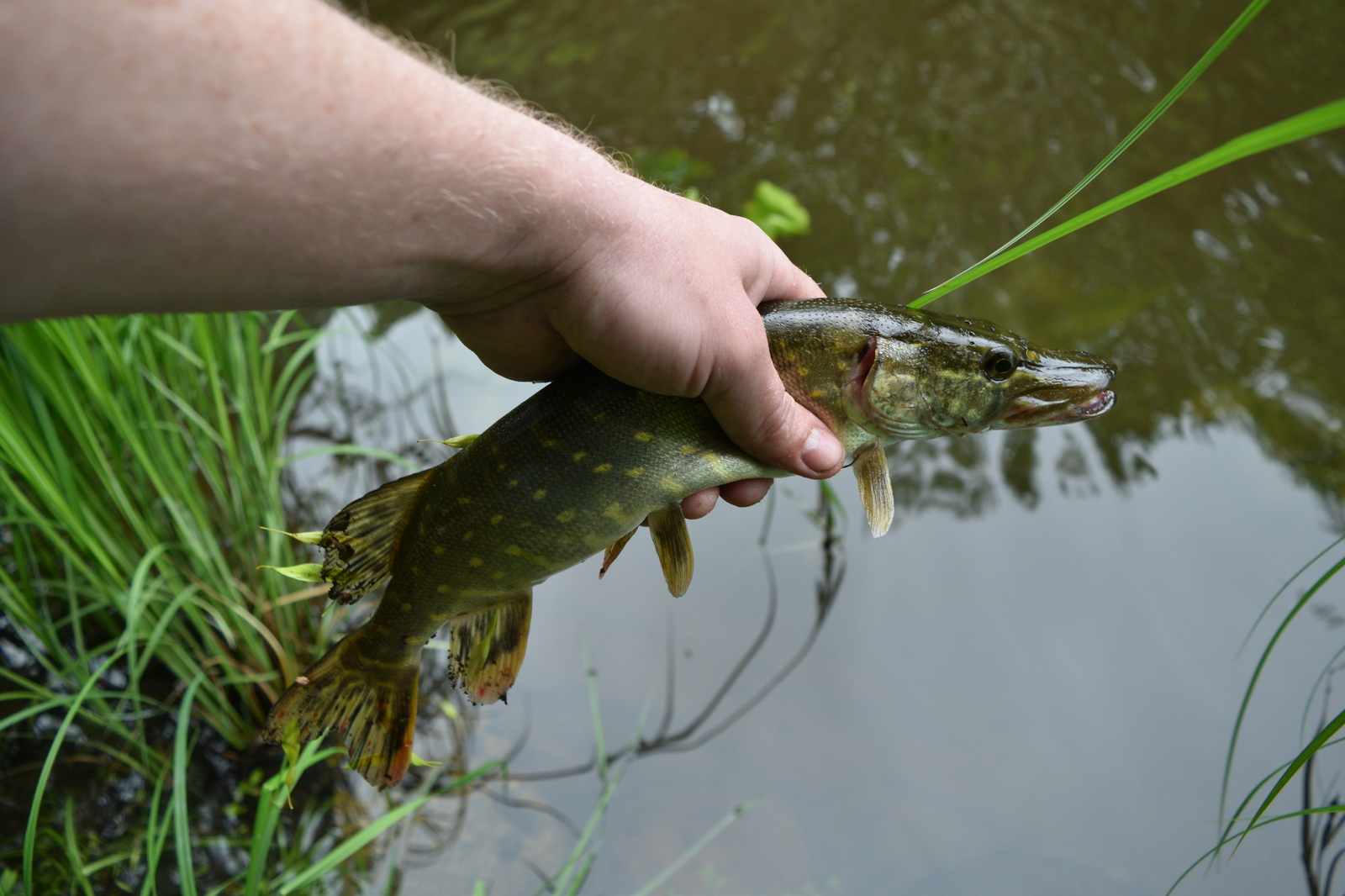 And why are there so many fish in this microriver? - My, Fishing, Chub, River, Kaliningrad, Video, The photo, Longpost